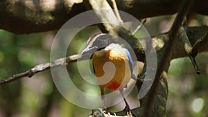 The blue-winged pitta is a passerine bird in the family Pittidae native to Australia and Southeast Asia