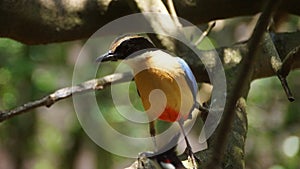 The blue-winged pitta is a passerine bird in the family Pittidae native to Australia and Southeast Asia