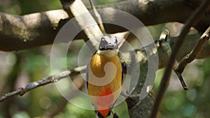 The blue-winged pitta is a passerine bird in the family Pittidae native to Australia and Southeast Asia