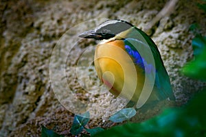 Blue-winged Pitta, Pitta moluccensis, in beautiful nature habitat, Indonesia. Rare bird in the green vegetation. Animal from Asia.