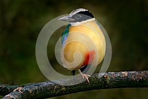 Blue-winged Pitta, Pitta moluccensis, in beautiful nature habitat, Indonesia. Rare bird in the green vegetation. Animal from Asia.