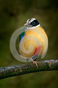 Blue-winged Pitta, Pitta moluccensis, in beautiful nature habitat, Indonesia. Rare bird in the green vegetation. Animal from Asia.