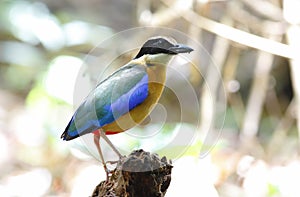 Blue winged Pitta Pitta moluccensis