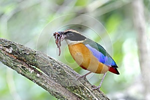 Blue winged Pitta Pitta moluccensis