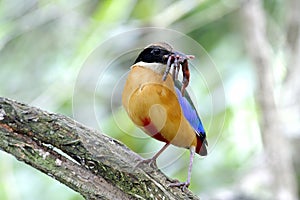 Blue winged Pitta Pitta moluccensis
