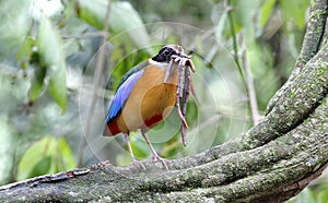 Blue winged Pitta Pitta moluccensis