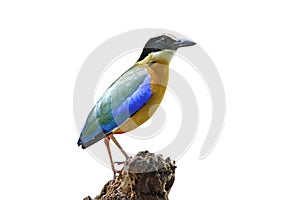 Blue winged Pitta Pitta moluccensis isolated White Background