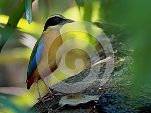 Blue-winged Pitta - Pitta moluccensis  passerine bird in the family Pittidae native to Australia and Southeast Asia