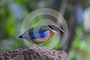 Blue-winged pitta on the rock