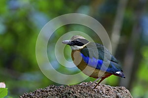 Blue-winged pitta on the rock
