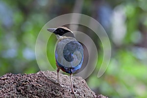 Blue-winged pitta on the rock