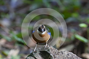 Blue-winged pitta on the rock