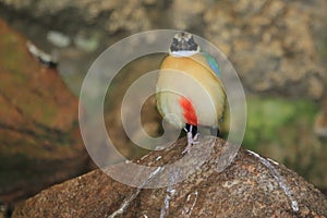 Blue-winged pitta