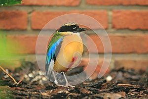 Blue-winged pitta