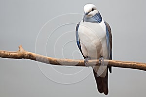 Blue-winged stiltbill (Vanellus leucophaeus)