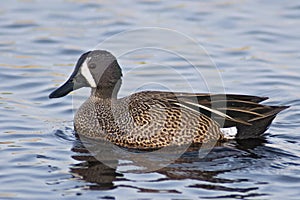 Blue-winged Teal