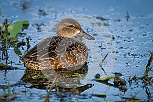 Blue-winged Teal