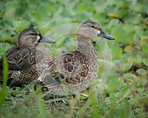 Blue-winged Teal