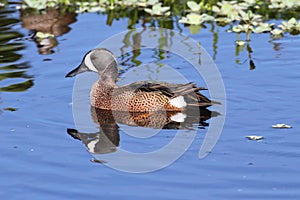 Blue-winged Teal