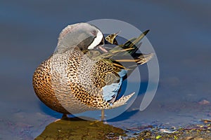 Blue-Winged Teal