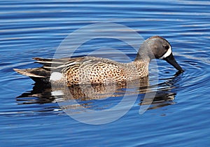 Blue Winged Teal Or Anas Discors