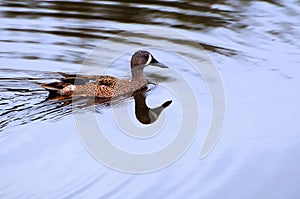 Blue-winged teal (Anas discors)