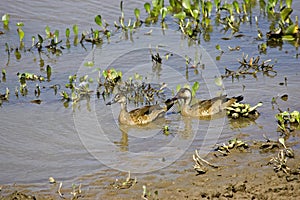 Blue Winged teal, anas discors, Pair standing on Water, Los Lianos in Venezuela