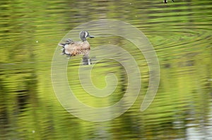 Blue-winged teal (Anas discors) in water