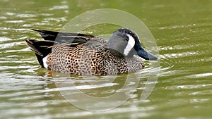 Blue-winged Teal - anatidae spatula discors