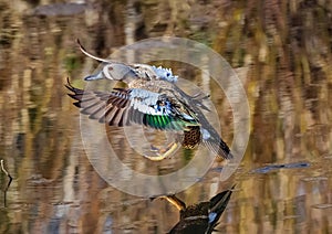 A Blue-winged Teal approaching a landing with a beautiful display of its colorful feathers
