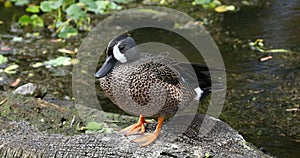 Blue-winged teal bird. Florida. USA.