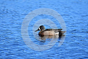 Blue-winged Teal