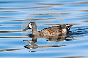 Blue-winged Teal closeup in pretty blue lake