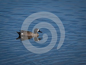 Blue-winged Teal duck