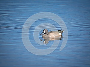 Blue-winged Teal duck