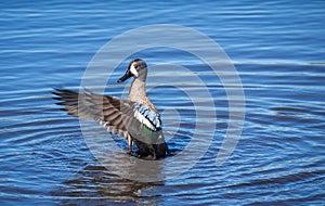 Blue-winged Teal duck