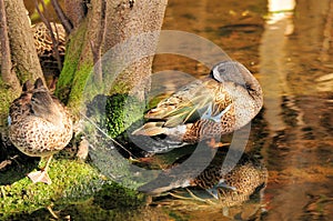 Blue-winged Teal Duck