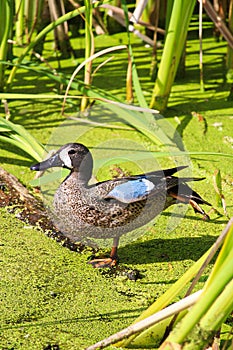 A blue-winged teal duck against a green background