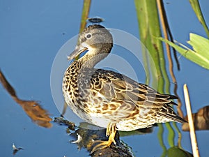 Blue-winged Teal Duck Anas discors