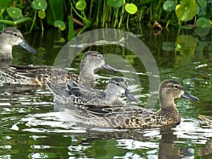 Blue-winged Teal Duck or Anas discors