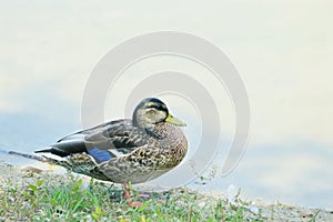 Blue Winged Teal Duck