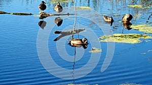 Blue-winged Teal duck, Spatula discors, on the blue water.