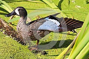 A blue-winged teal duck stretching it`s wing