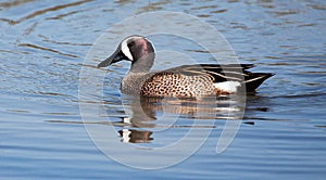 Blue-Winged Teal duck swimming