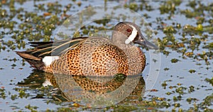 Blue winged teal duck swimming in a pond