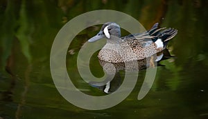 Blue- Winged Teal Duck Swimming in the Water