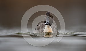Blue-Winged Teal Duck Swimming in the Water