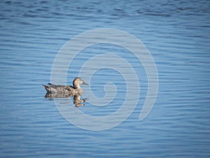 Blue-winged Teal ducks