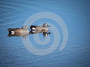 Blue-winged Teal ducks