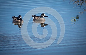 Blue-winged Teal ducks